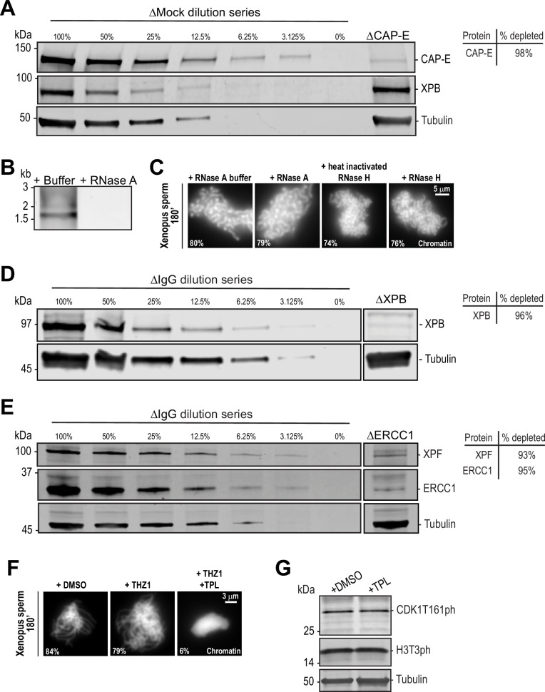 Figure 1—figure supplement 1.