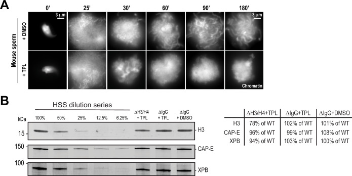 Figure 5—figure supplement 1.