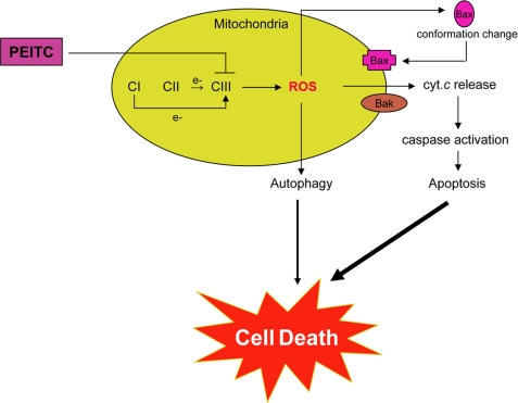 FIGURE 11.