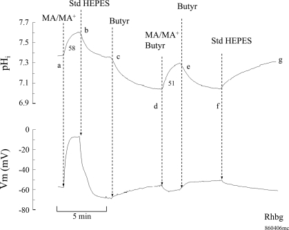 Fig. 12.