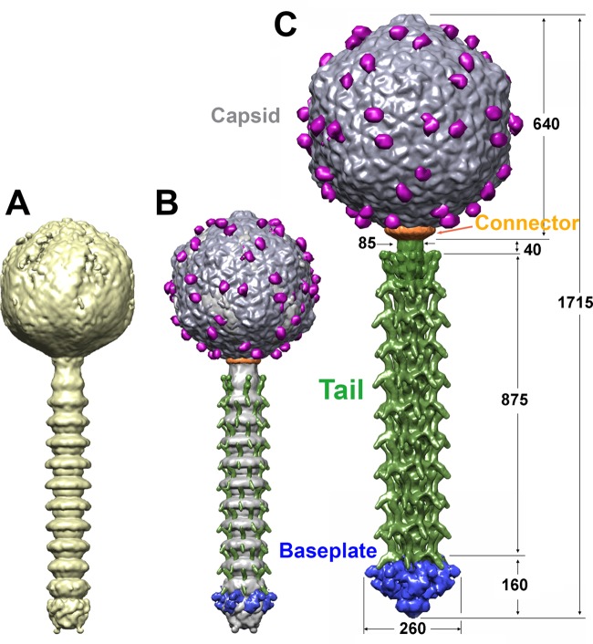 FIG 3