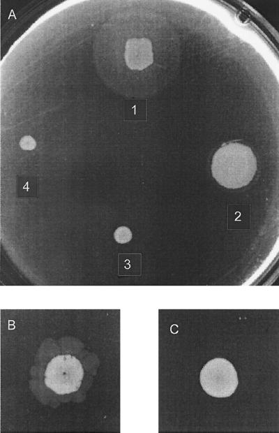 FIG. 1