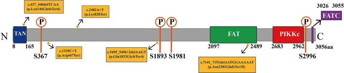 Figure 7