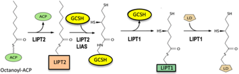 FIGURE 1