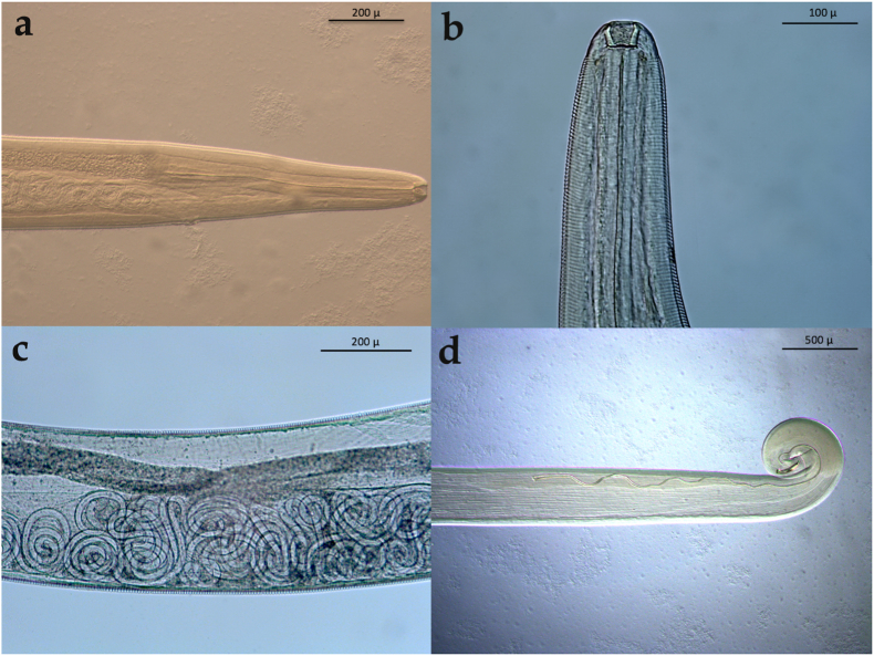 Fig. 2