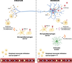 graphic file with name GLIA-71-571-g002.jpg