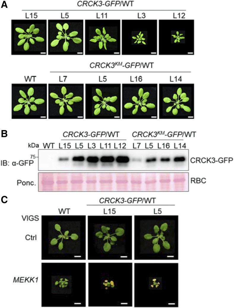 Figure 4.