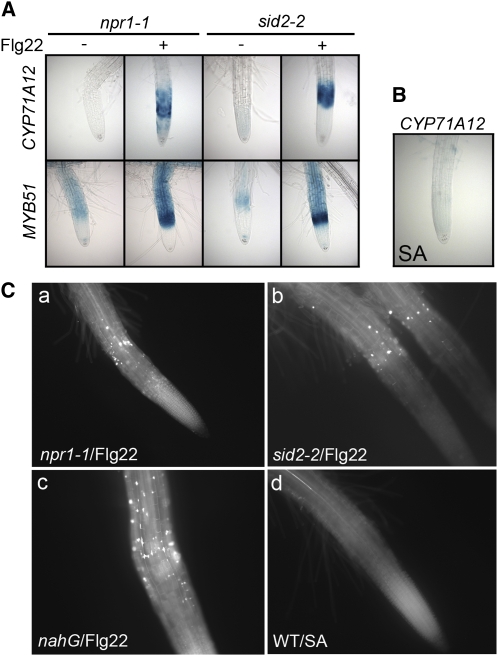 Figure 11.