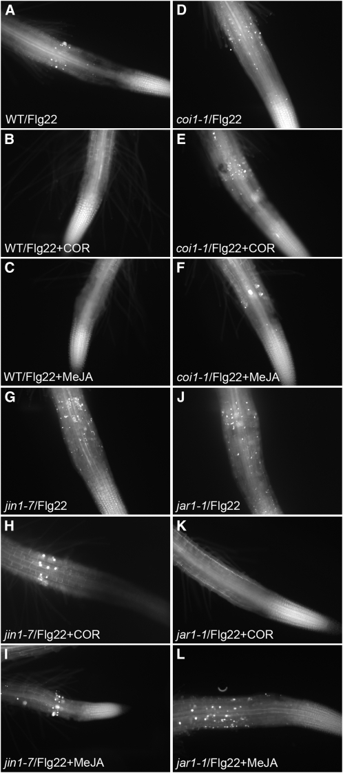 Figure 12.