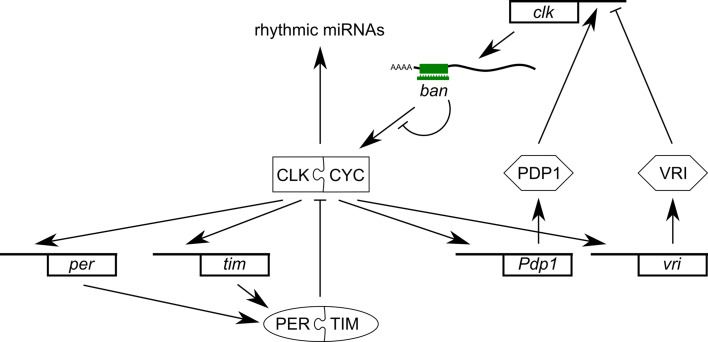 Fig. 7