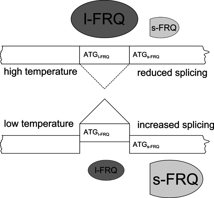 Fig. 5