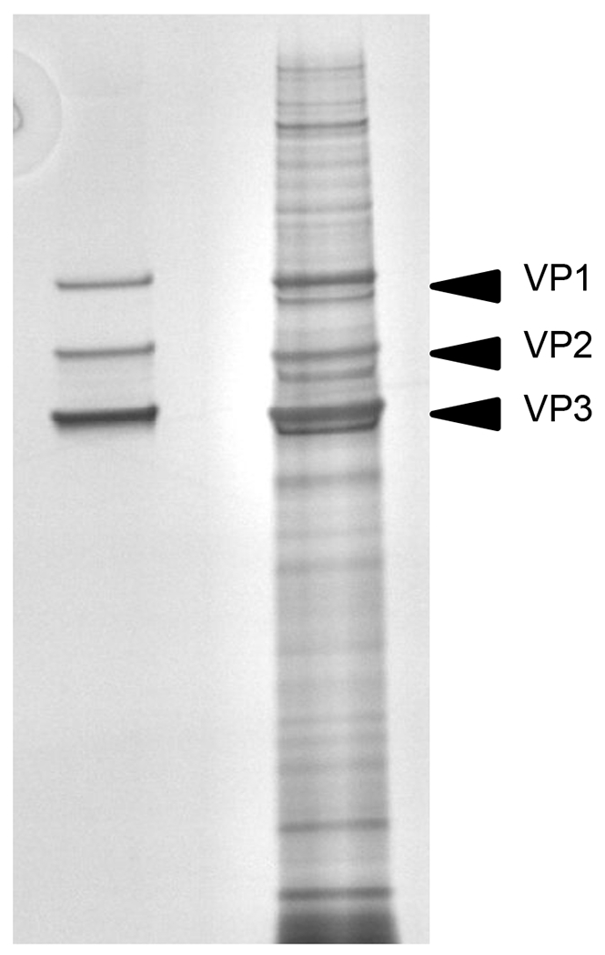 Figure 4: