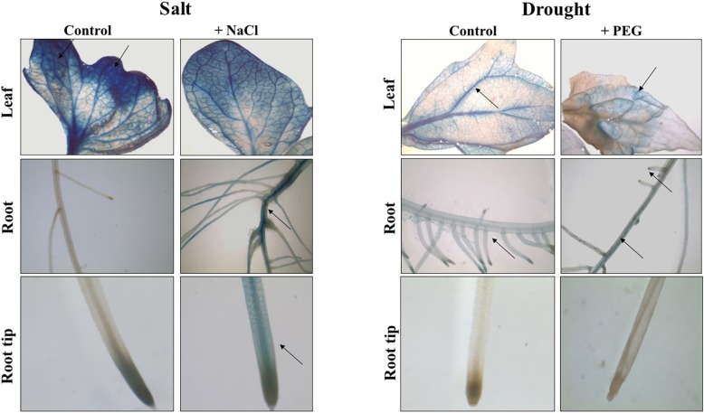 Fig 4