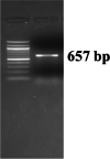 Fig. 10