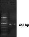 Fig. 8