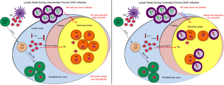 graphic file with name jciinsight-7-155601-g048.jpg