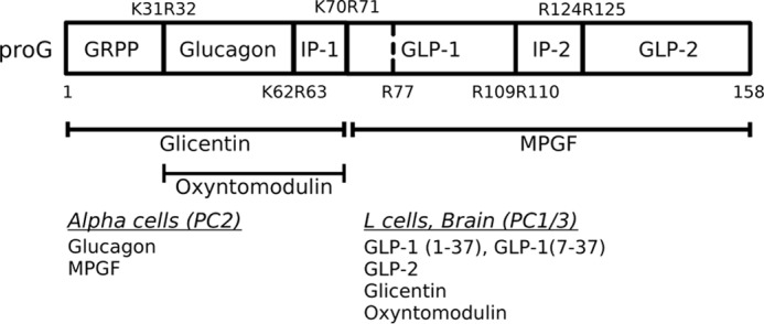 FIGURE 1.