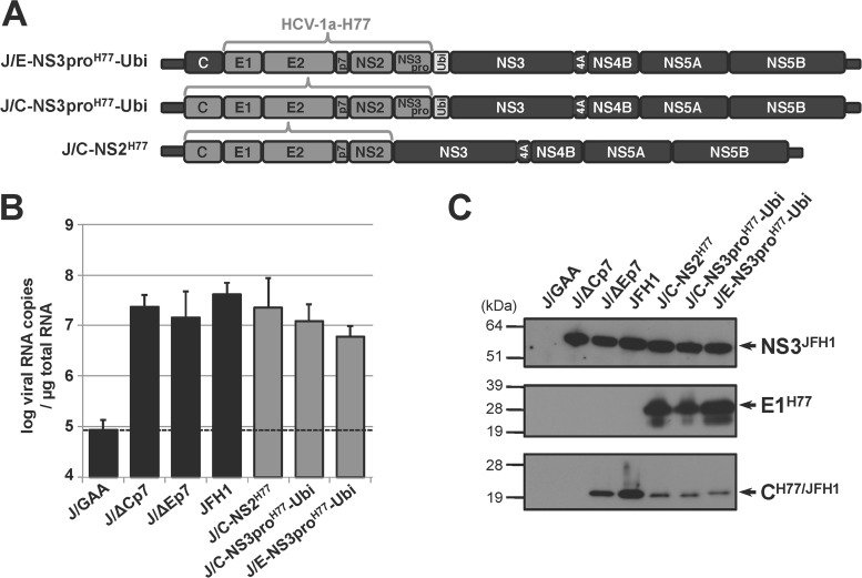 FIG 3