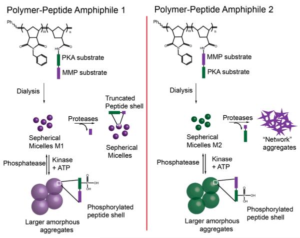 Scheme 9