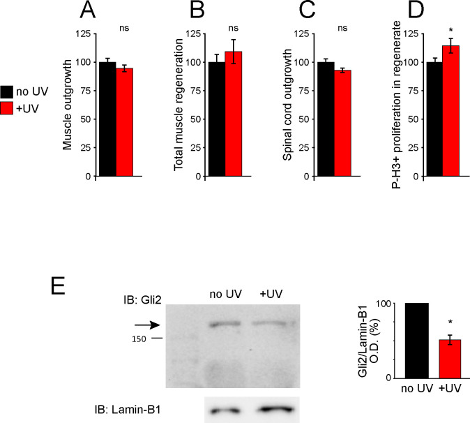 Figure 4—figure supplement 1.