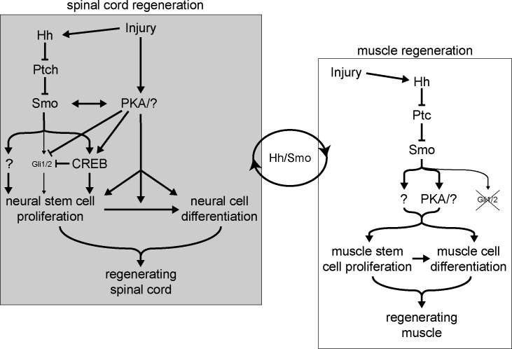 Figure 9.