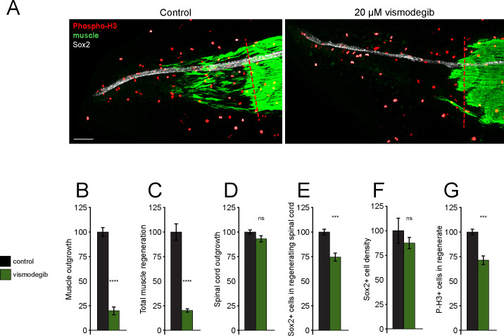 Figure 1—figure supplement 2.