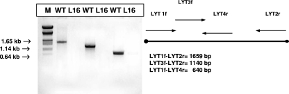 FIG. 1.