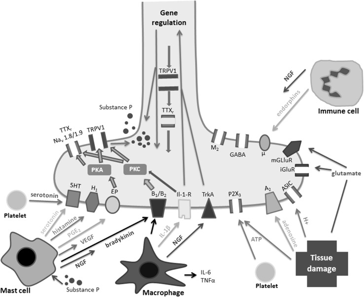 Fig. 1