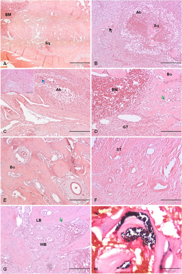 Fig. 8 A-H