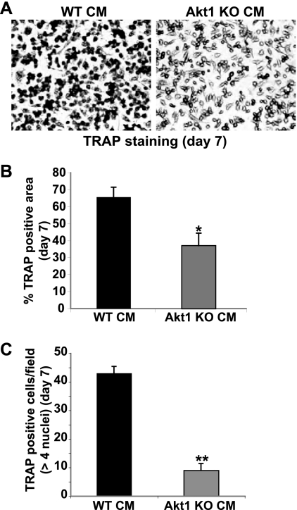 Fig 7