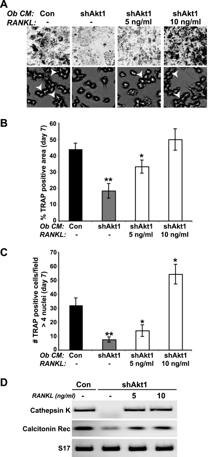 Fig 10