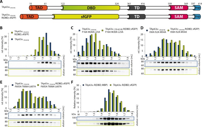 Figure 1—figure supplement 4.