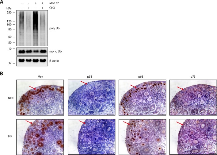 Figure 6—figure supplement 1.