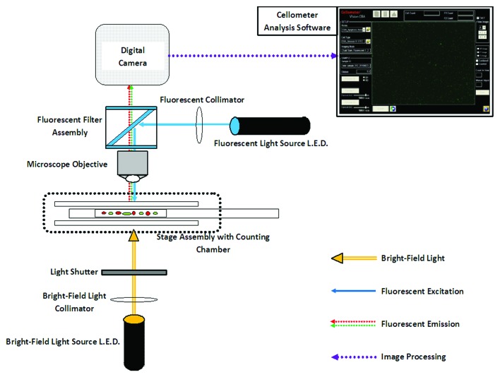 graphic file with name auto-8-1371-g1.jpg