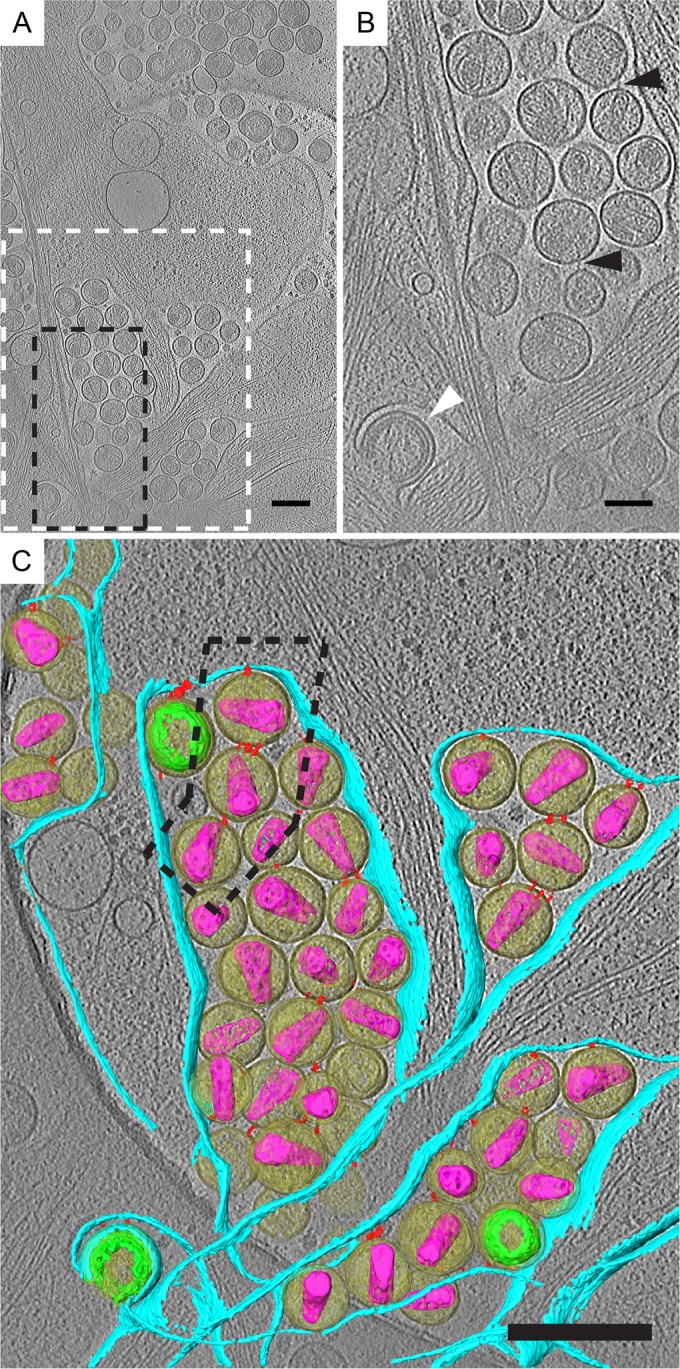 FIG 4