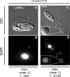 FIG 2