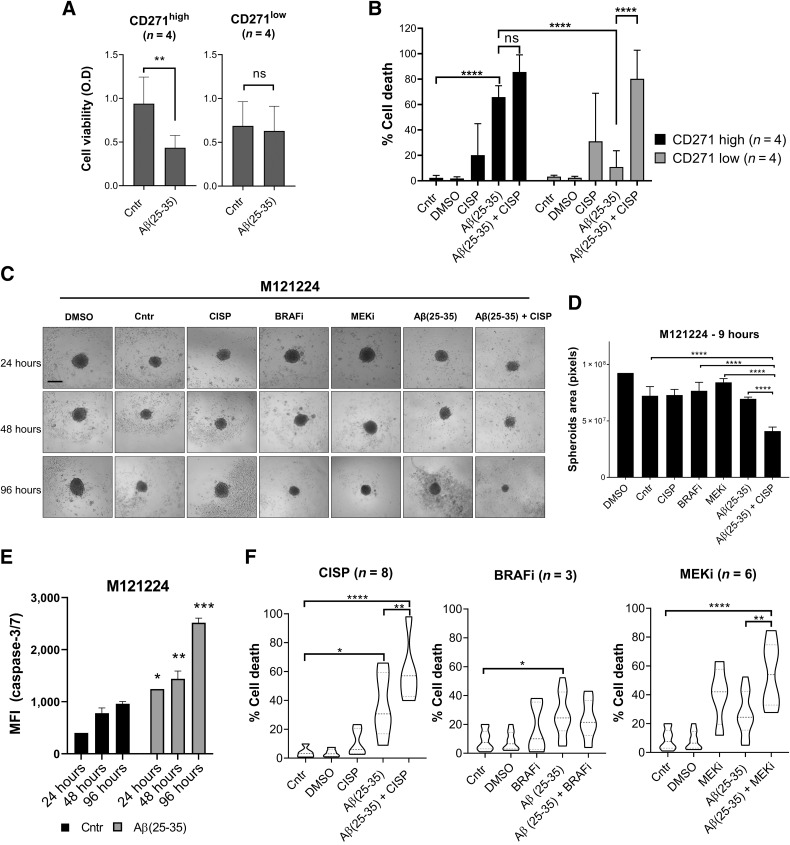 Figure 2. Aβ(25–35) treatment induces cell death in melanoma 2D and 3D cultures. A and B, Eight melanoma cell lines with intrinsic CD271high versus CD271low levels were treated with Aβ(25–35) (40 μmol/L) alone or in combination with cisplatin (30 μmol/L). A and B, MTT assay was performed 24 hours later (A) and cell death (% sub-G1; B) was evaluated by PI staining 72 hours after treatment. C, M121224 3D spheroids were treated with BRAFi (PLX4032; 3 μmol/L), MEKi (MEK162; 200 nmol/L), Aβ(25–35) ± cisplatin and monitored over time. Scale bar, 30 μm. D, Three spheroids/condition were used to measure the area with ImageJ at 96 hours from treatment. E, Caspase-3/7 activity was measured by FACS in M121224 spheres at different time points. F, 3D spheroids were treated with Aβ(25–35) ± cisplatin/BRAFi/MEKi. A total of 144 hours later, spheroids were stained with PI for cell death analysis by FACS. The percentage of cell death (% sub-G1) was measured with FlowJo. Data represent the mean ± SD of triplicate determinations. *, P < 0.05; **, P < 0.01; ***, P < 0.001; ****, P < 0.00001; ns, nonsignificant.