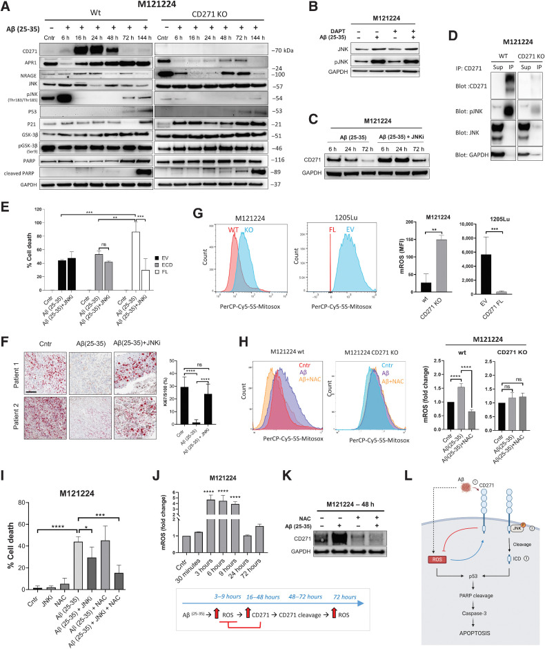 Figure 7. Melanoma cell death is triggered by Aβ(25–35)-mediated activation of CD271–JNK pathway and mitochondrial ROS production. A, Western blot on melanoma cells were treated with Aβ(25–35) (40 μmol/L) at different time points. CD271 and GAPDH belong to the same Western blot shown in Fig. 6B. B and C, M121224 wt cells were treated with Aβ(25–35) (40 μmol/L) ± DAPT (200 nmol/L) or JNKi (SP600125; 300 nmol/L) and Western blot was performed. D, M121224 wt and CD271 KO cells were treated for 48 hours with Aβ(25–35) (40 μmol/L). Lysates were pulled-down with CD271 Ab, and supernatant (Sup) and immunoprecipitates (IP) were immunoblotted with different Abs. E, Melanoma cells were treated with Aβ(25–35) (40 μmol/L) ± JNKi (SP600125; 200 nmol/L) for 1 hour and stained with PI. The percentage of cell death was evaluated by FACS. Two-way ANOVA was used for statistical analysis. **, P < 0.01; ***, P < 0.001.F, Tumor slices were treated for 5 days and stained with Ki67 and S100 Abs. Ki67+ cells were quantified by QuPath. The average of 10 areas was normalized to the total S100. Two-way ANOVA was used for statistical analysis. ****, P < 0.00001. Scale bar, 100 μm. “Cntr” are the same pictures shown also in Fig. 3 (patient 2 and 3). G, Cells were stained with MitoSOX (5 μmol/L) and the levels of mROS were measured by FACS. Data represent the mean ± SD of triplicate determinations. One-way ANOVA was used for statistical analysis. **, P < 0.01; ***, P < 0.001. H, Melanoma cells were treated with Aβ(25–35) (40 μmol/L) ± NAC (5 mmol/L) for 72 hours and stained with MitoSOX. mROS were measured by FACS. I, M121224 were treated with Aβ(25–35) alone or in combination with JNKi (200 nmol/L) ± NAC (5 mmol/L). Cells were stained with PI and the percentage of cell death was evaluated by FACS. One-way ANOVA was used for statistical analysis. *, P < 0.05; ***, P < 0.001; ****, P < 0.00001. J, M121224 cells were treated with Aβ(25–35) and mROS were measured by FACS at different time points. K, M121224 CD271+ cells were treated with Aβ(25–35) (40 μmol/L) ± NAC (5 mmol/L) for 48 hours. CD271 levels were evaluated by Western blot. L, Graphical representation of CD271–JNK–ROS pathway induced following Aβ(25–35) treatment. ns, nonsignificant.