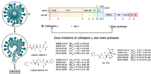 graphic file with name nihms-1922408-f0001.jpg