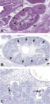 Figure 8