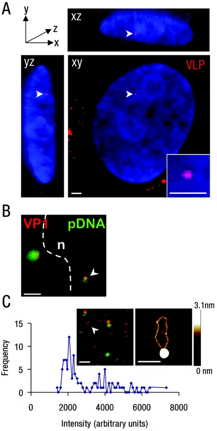 FIG. 2.