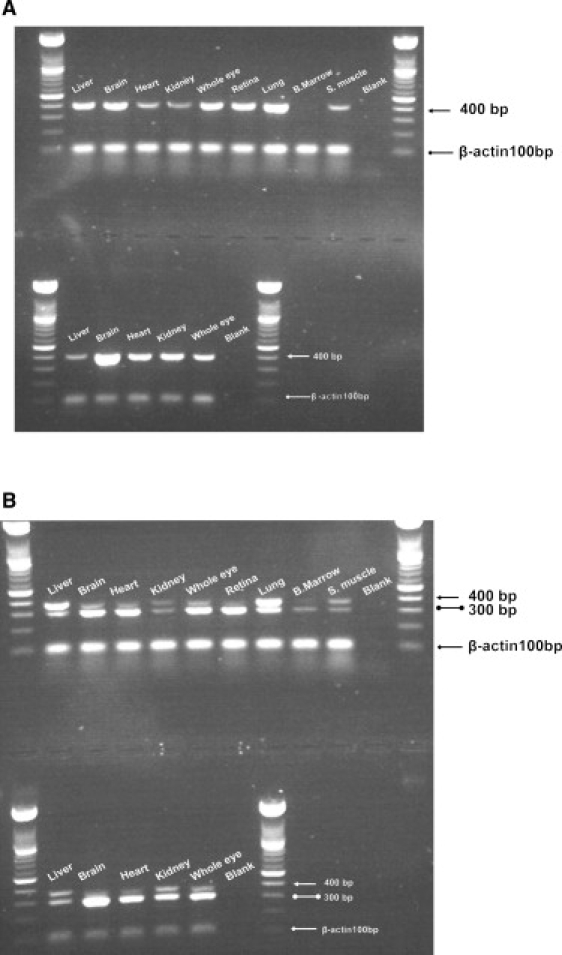 Figure 4