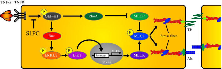 graphic file with name 12964_2020_692_Figa_HTML.jpg