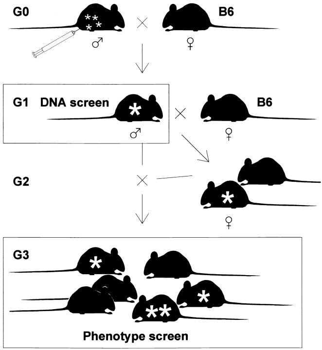 
Figure 1.—