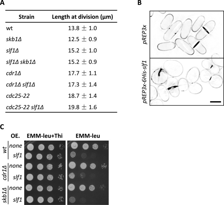 FIGURE 6: