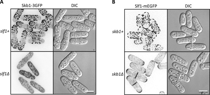 FIGURE 3: