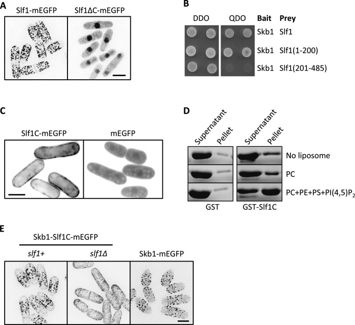 FIGURE 5: