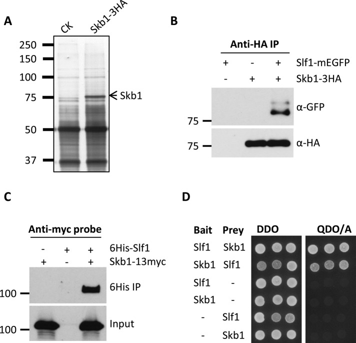 FIGURE 1: