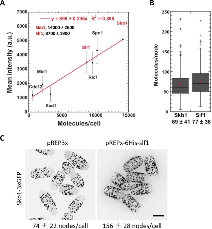 FIGURE 4: