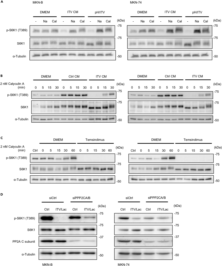 Figure 4